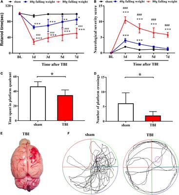 Extracellular signal-regulated kinase-dependent phosphorylation of histone H3 serine 10 is involved in the pathogenesis of traumatic brain injury